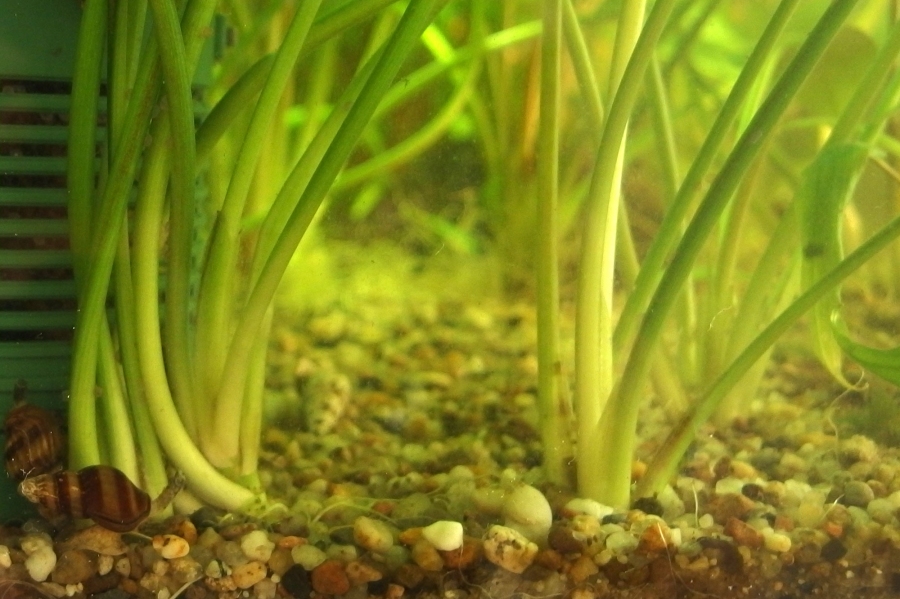 Algen im Aquarium entfernen mit einem Glaskeramikfeldschaber.