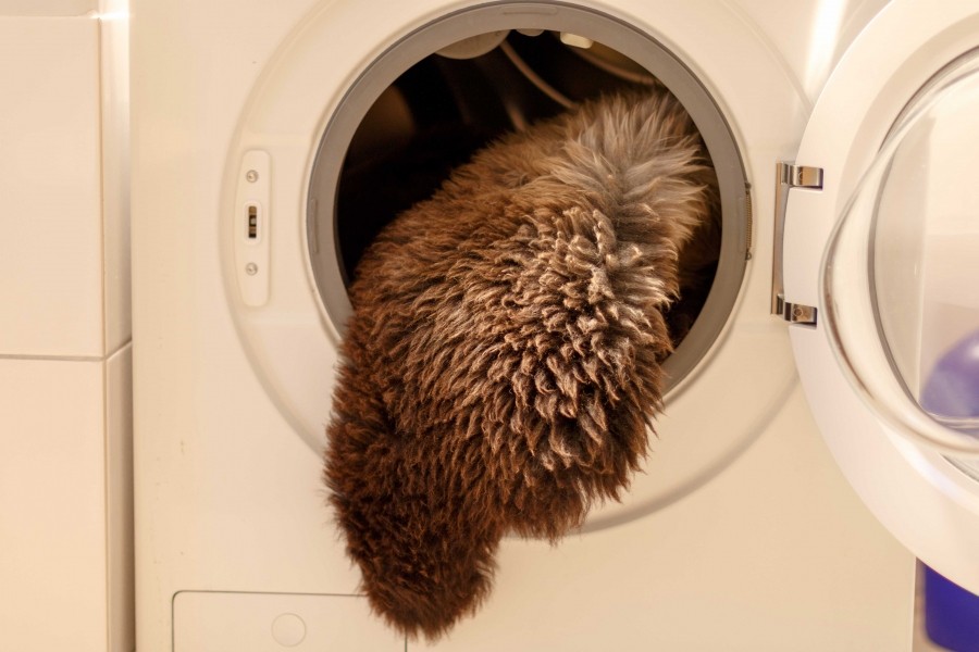 Lamm- bzw. Schaffell kann man ganz einfach im Wollwaschgang, mit Wollwaschmittel, in der Waschmaschine waschen. 