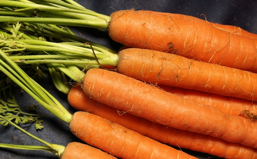 Bundmöhren länger haltbar machen: Aufbewahren in einer gelochten Plastiktüte im Gemüsefach des Kühlschranks.