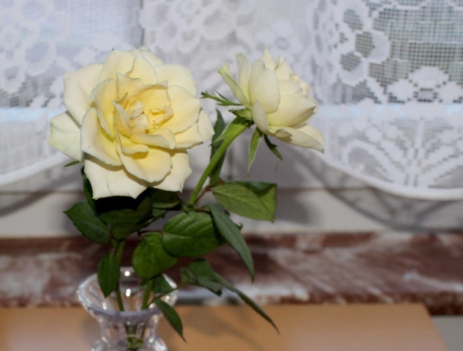 So hält man Rosen länger frisch: In die Badewanne etwas kaltes Wasser einlassen, die Rosen hineinlegen und Zeitungspapier darüber auslegen, so dass sie bedeckt sind.