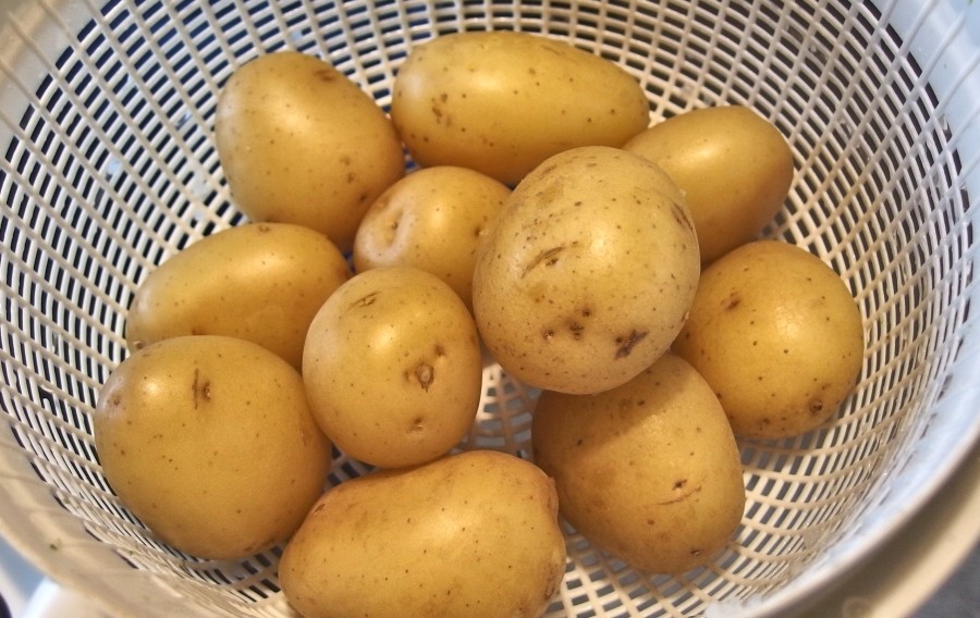 Die Frühkartoffeln werden nicht geschält. Es werden lediglich mit einer Drahtbürste die Erdreste entfernt.