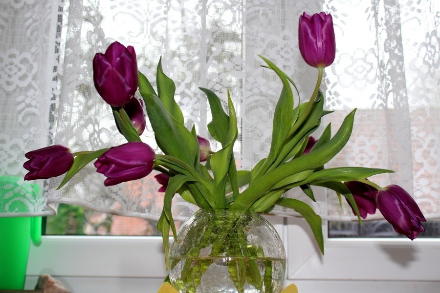 Ein kleiner Nadelstich durch den Stiel von Tulpen hilft ihnen, aufrecht in der Vase stehen zu bleiben.