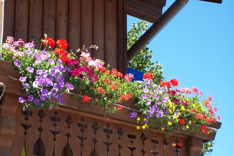 Hornspäne eignen sich hervorragend, um Blühpflanzen, z.B. auf Balkonen, zu düngen.
