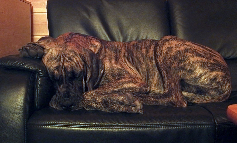 Soll euer Hund lernen, dass das Sofa tabu ist, klebt einfach doppelseitiges Klebeband in regelmäßigen Abständen drauf