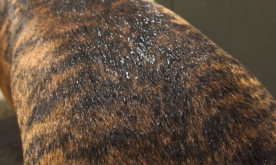 Mit einem großen Schwammtuch (Spültuch) wird ein nasser Hund in Nullkommanix wieder trocken.