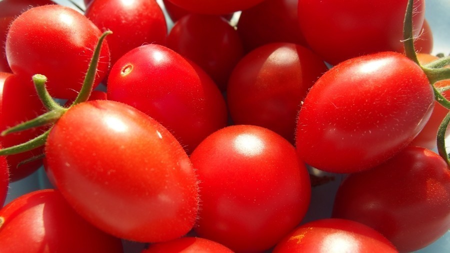 Mithilfe von Puderzucker werden Tomaten beim Trocknen im Backofen weniger muffig.