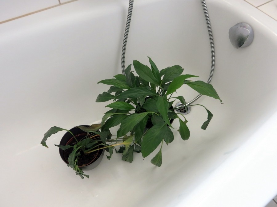 So wie wir unsere tägliche Duschen genießen, mögen es Zimmerpflanzen auch.