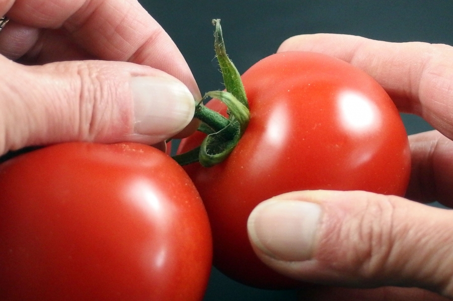 Vor dem Bezahlen der Tomaten die Stengel entfernen.