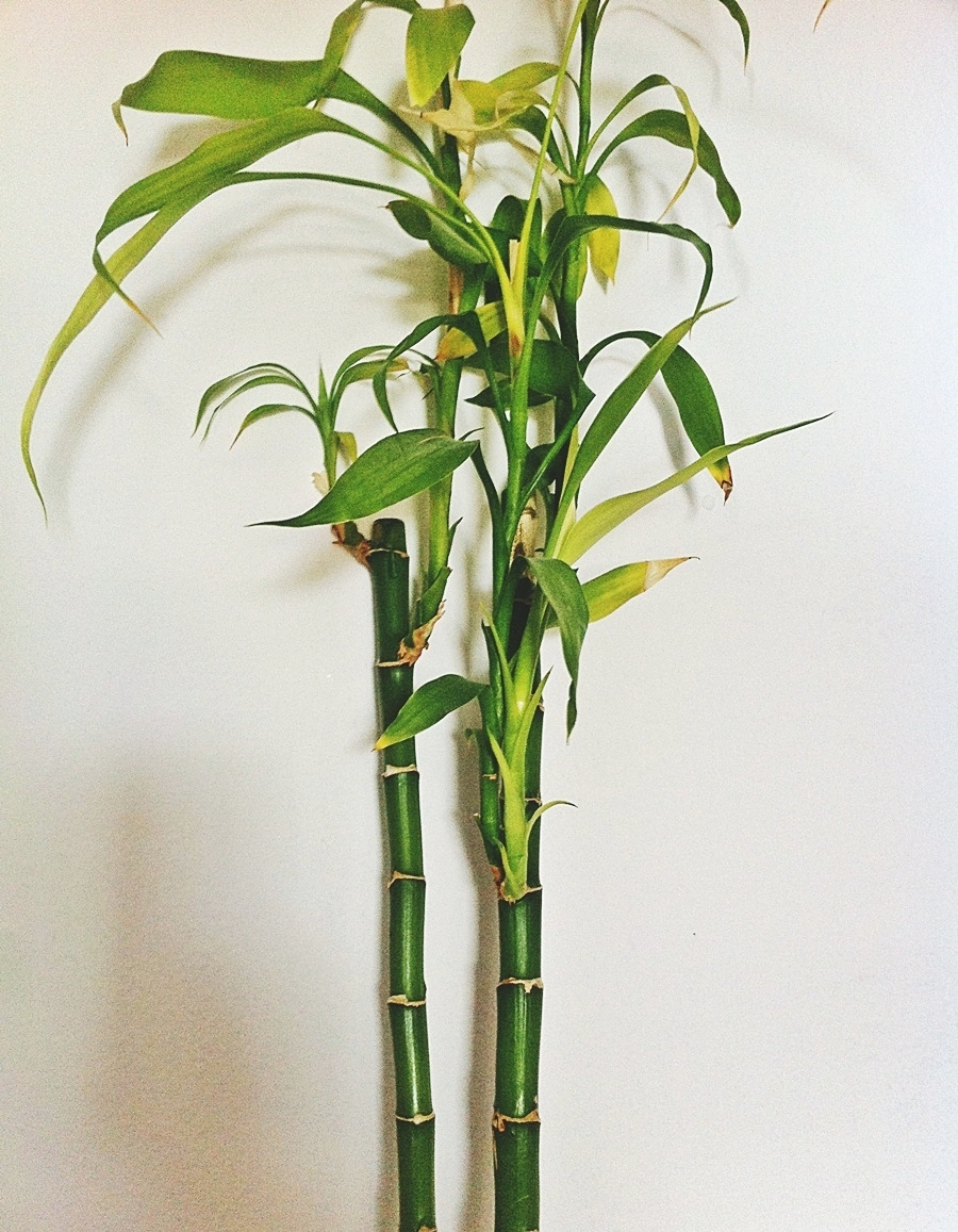 Bambusstangen in einer Vase mit Vogelsand stützen.