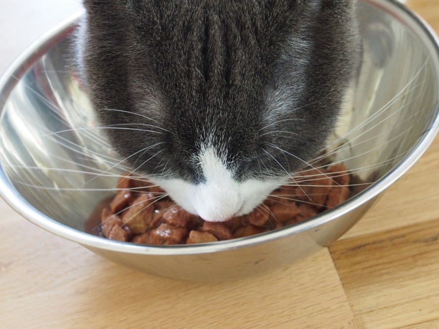 Mehr Wasser für die Katze: Etwa drei Teelöffel Wasser in jeweils 50 g Nassfutter geben.