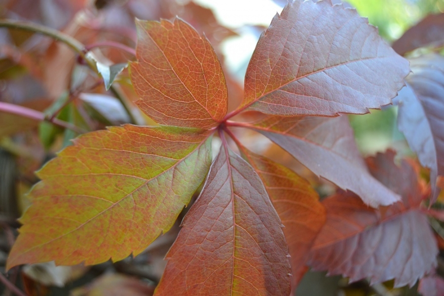 Laminierte Herbstblätter: laminieren = konservieren = verewigen.