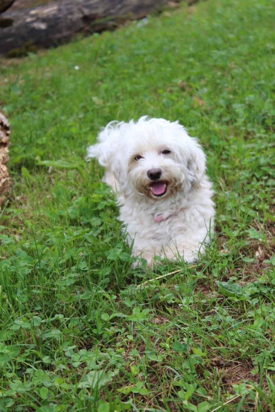 Cranberries können bei Hunden zur Behandlung von Blasenentzündung angewendet werden.