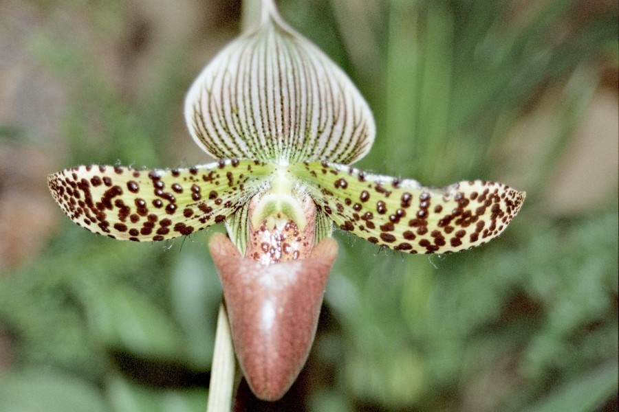 Mit folgendem Trick traurig aussehende und nicht wachsfreudige Orchideen aufpäppeln und retten, anstatt sie zu entsorgen.