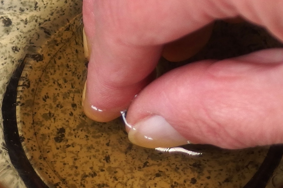 Preiswertes Mittel gegen spröde Fingernägel: Je einen Esslöffel Olivenöl, Honig und Ingwer vermischen und die spröden Fingernägel darin ca. 20 Minuten baden.