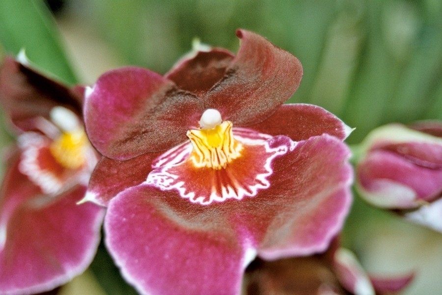 Es bedarf natürlich auch ein bisschen Glück und den grünen Daumen, aber bei richtiger Anwendung des Tipps und guter Pflege, dürften schon ein paar Orchideen keimen.