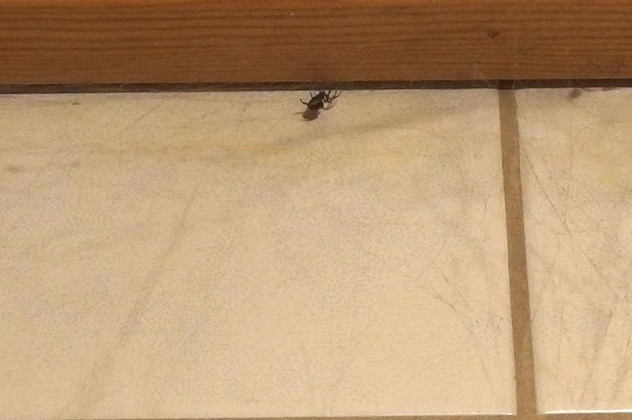 Spinnen in der Wohnung fangen und lebendig in die Freiheit entlassen.