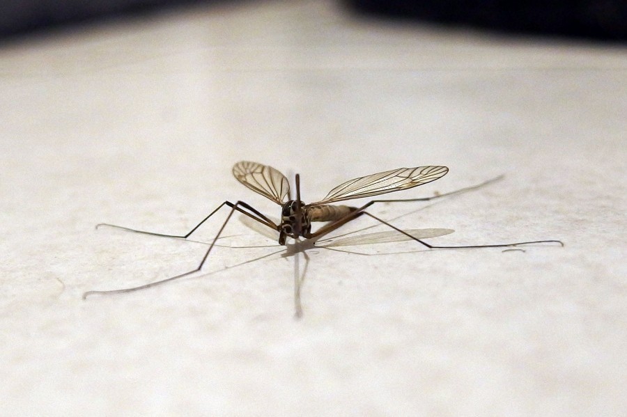 Nervige Mücken nachts im Schlafzimmer? Kein Problem! Nach 5 Minuten sind alle Mücken im Flur und man kann beruhigt schlafen.