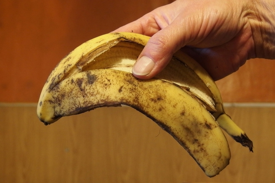 Die Bananenschale ist ein guter natürlicher Rosendünger.