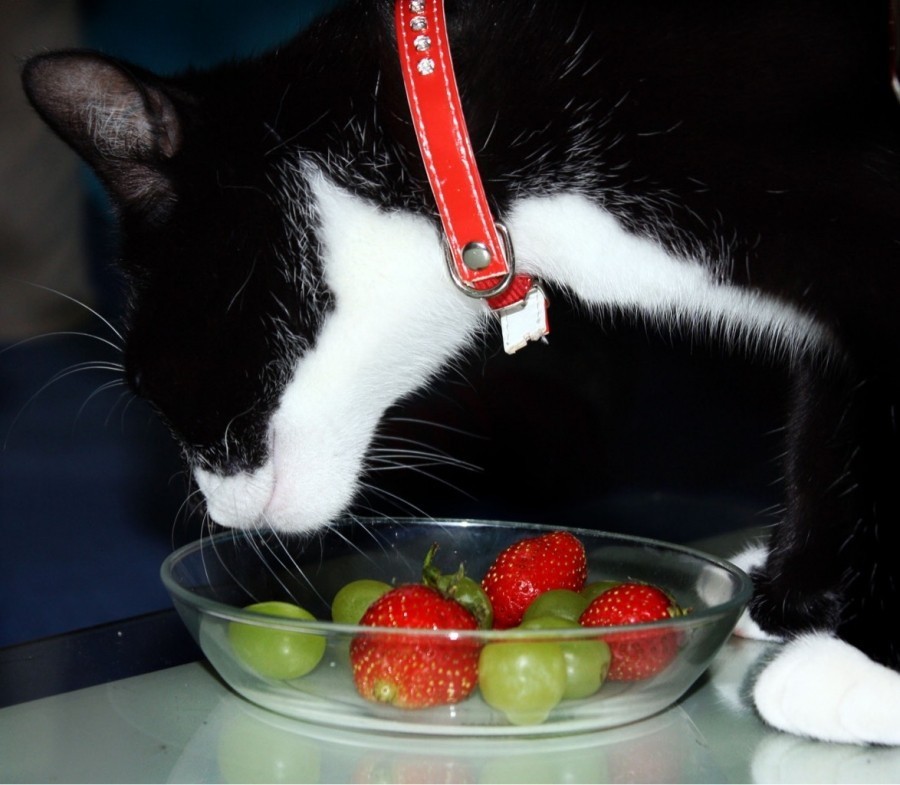 Um schwere Probleme mit der Blase bei sterilisierten bzw. kastrierten Katzen zu vermeiden, sollte man eine Futterumstellung auf Katzenfutter für kastrierte Katzen durchführen.