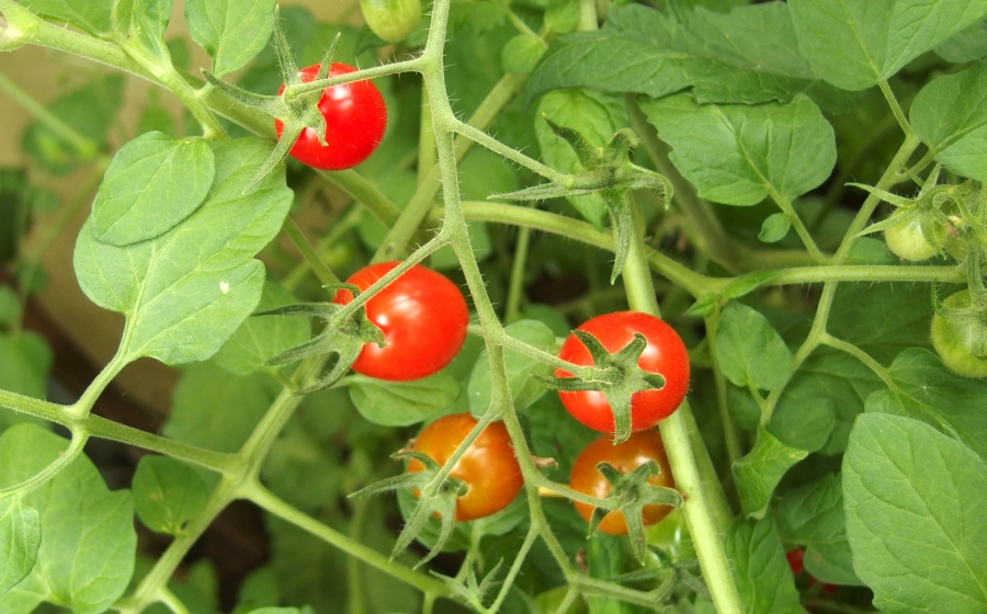 Aus den Seitentrieben von Tomatenpflanzen kann man Tomatenstecklinge ziehen. Sie wachsen in feuchter Erde garantiert an und man hat ganz schnell die gewünschte Zahl an Pflanzen. Probiert es aus. 