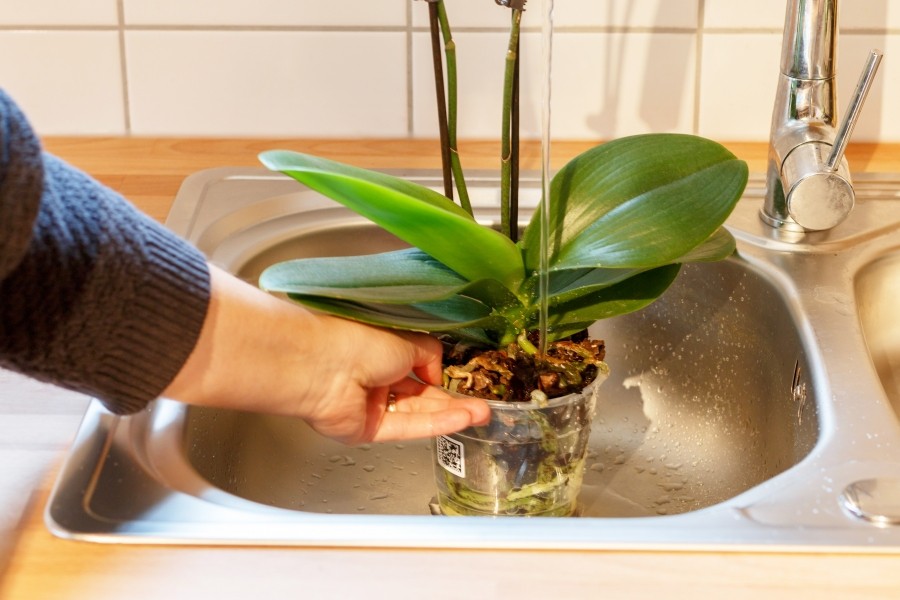 Nimm deine Orchidee aus dem Übertopf und stelle sie unter den Wasserhahn. Verwende lauwarmes Wasser und lasse es ca. 1 Minute durchlaufen.