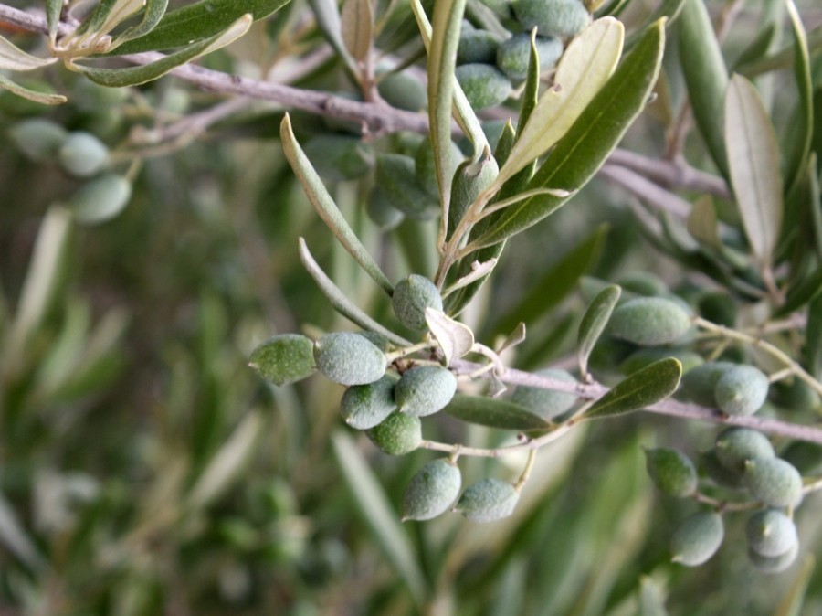 Olivenöl ist gut hautverträglich. Hier ein paar Tipps, wie ihr mit Olivenöl günstig und trotzdem gut, eure Haut pflegen könnt. 