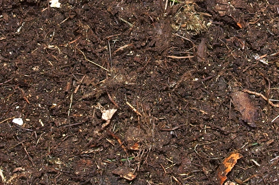 Komposterde sollte bei Gemüsepflanzen wegen der Nährstoffe nicht untergegraben werden.