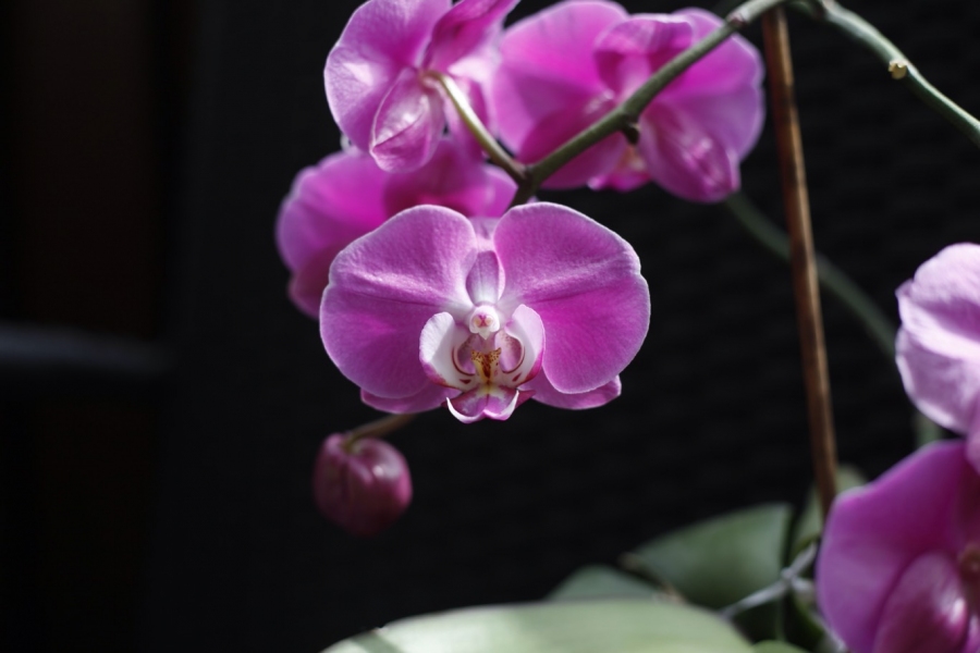 Orchidee nach dem Verblühen wieder erneut zum Blühen bringen.
