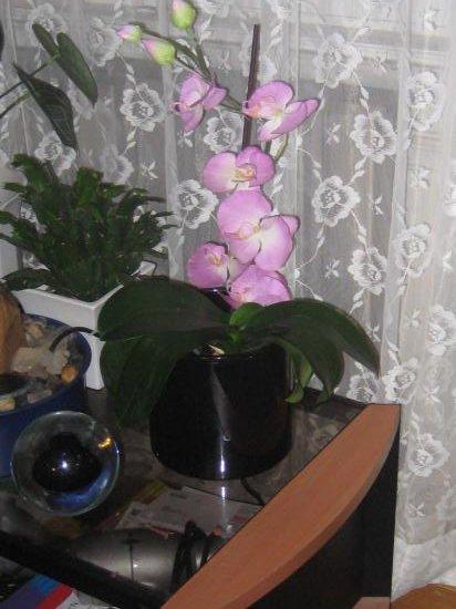 Seidenorchideen Blüte
