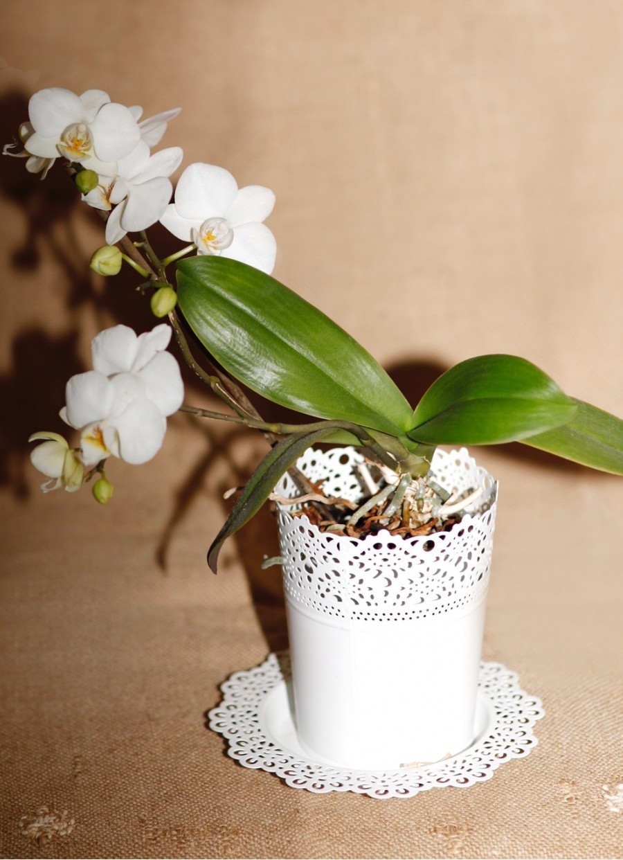 Orchideen pflegen und gedeihen lassen - Orchideen in Regenwasser tauchen und auf Blähton stellen.