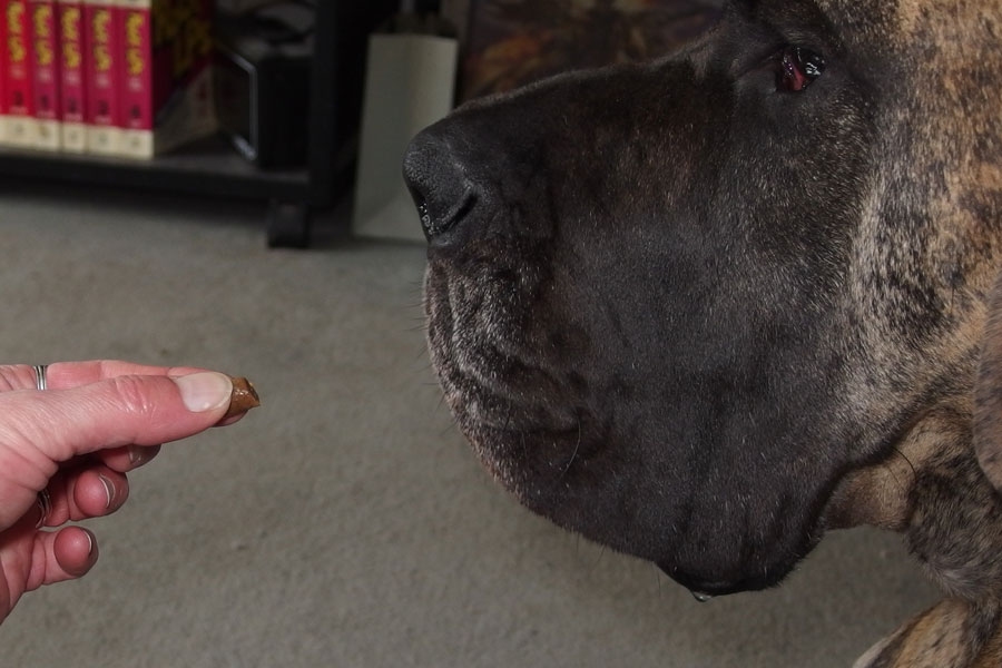 Ein paar Tricks wie man Hunden Tabletten verabreichen kann.