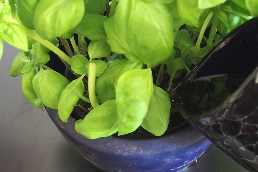 Ein absolut super Tipp: Die Basilikumpflanze mit schwarzem Tee gießen, dadurch hält die Pflanze super und man muss nicht ständig einen neuen Topf kaufen.
