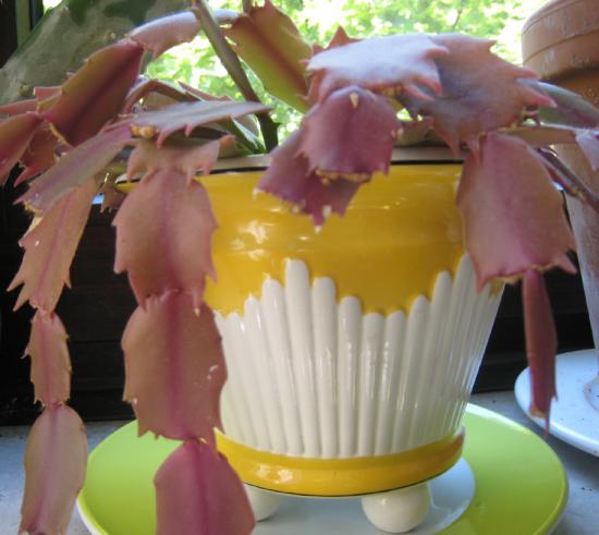 Kaffeefilter zum Auskleiden eines Blumenübertopfes