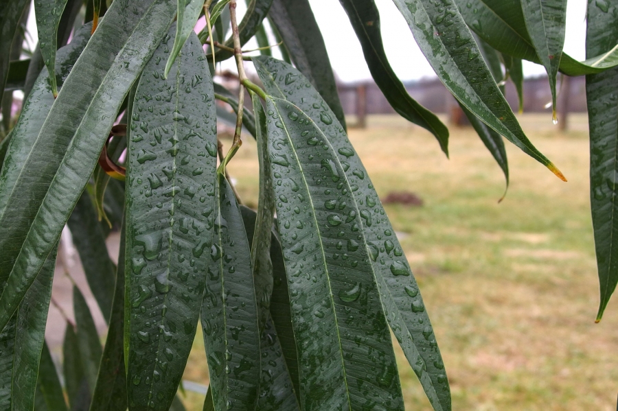 Pflanzen in den Regen stellen - Wellness für Zimmerpflanzen.