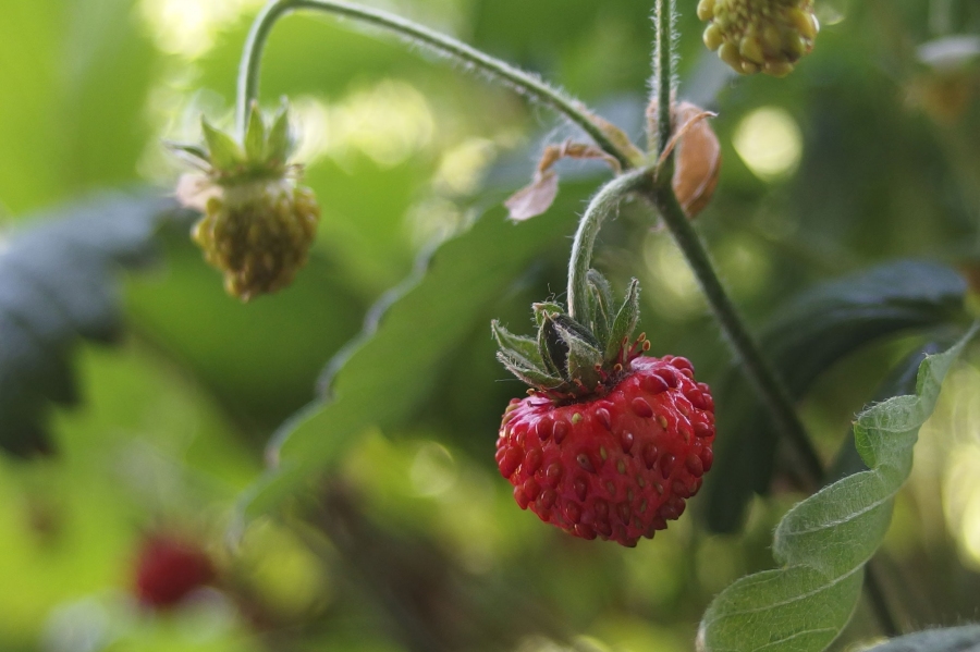 Ich hab einen großen Obst- und Gemüsegarten und ich hab wenig Zeit! Das heißt im Klartext, mein Garten ist eine Wildnis! Meine ganz persönliche Erdbeererfahrung: Erstaunlicher Fruchtansatz bei Erdbeeren.