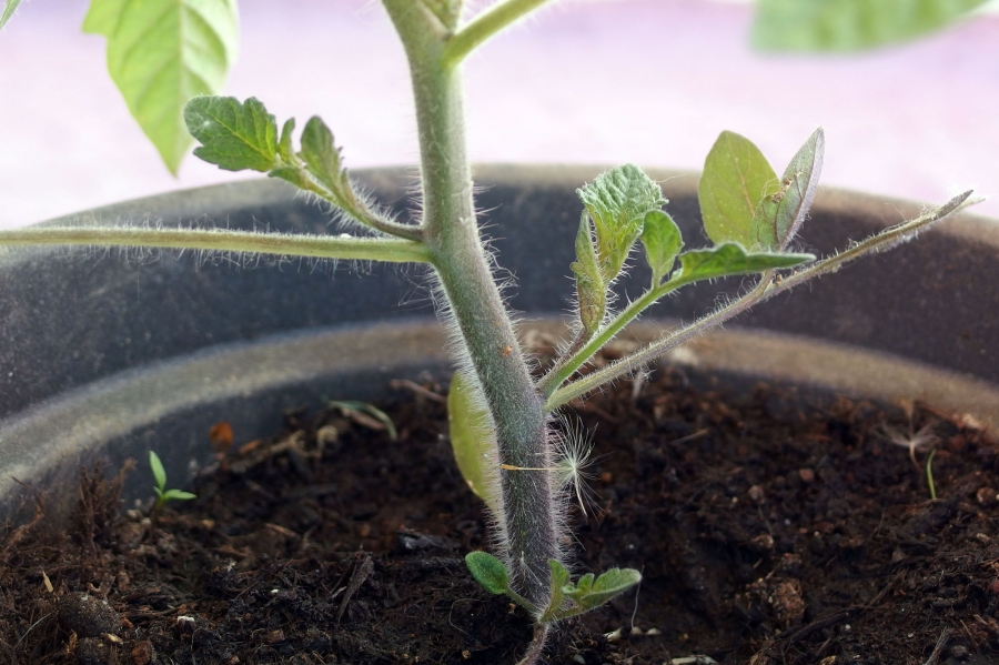 Neue Tomatenpflanzen gewinnen: Die ausgegeizten Triebe werden einfach ins Wasser gestellt und schon nach ein paar Tagen werden Wurzeln sichtbar.