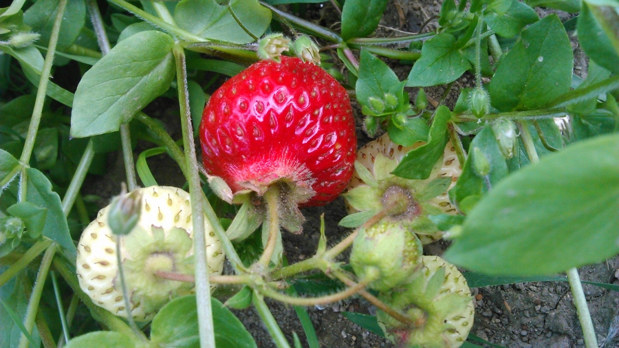  Die erste Erdbeere mit Kräuterbutter ist gewöhnungsbedürftig, die zweite ist dann richtig lecker und die nächsten Portionen folgen garantiert!