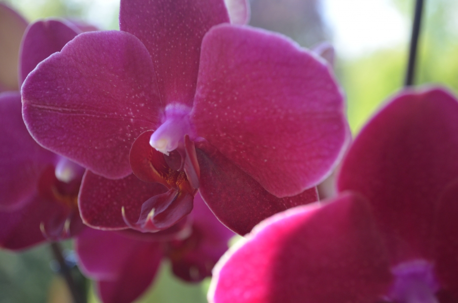 Üppiger Wachstum bei Orchideen und Zimmerpflanzen mit Regenwasser und etwas Orchideendünger.