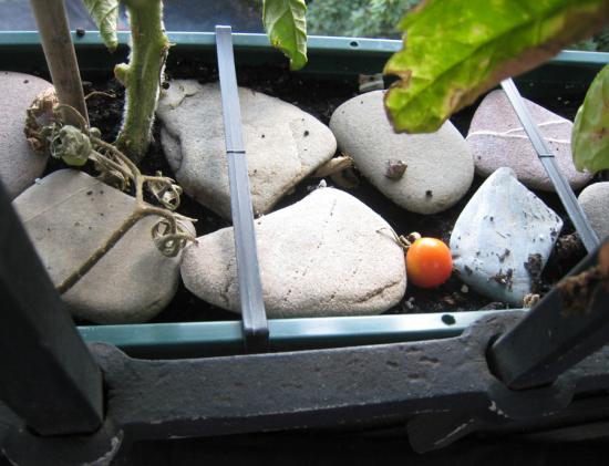 Flache Steine halten Erde von Tomatenpflanzen lange feucht