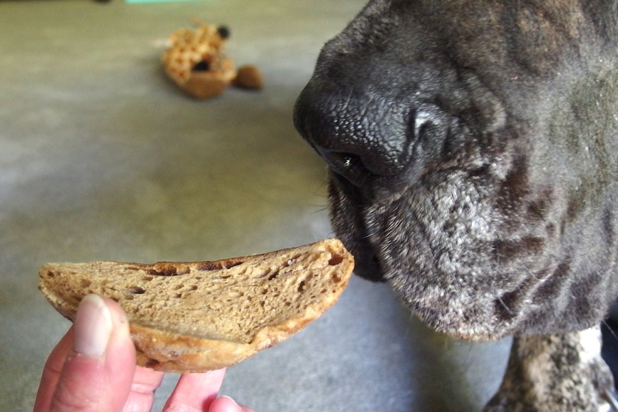 Altes, knochenhartes Brot für eine günstige Zahnpflege bei Hunden. 