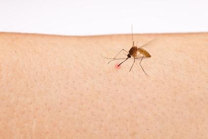 Bepanthen und Essig bei Mückenstichen