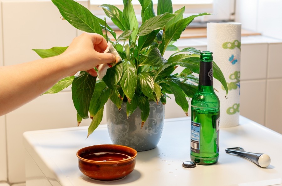 Glänzende Pflanzen auf natürliche Weise, mit Bier. Ich praktiziere das jetzt schon über mehrere Jahre und es funktioniert wunderbar.