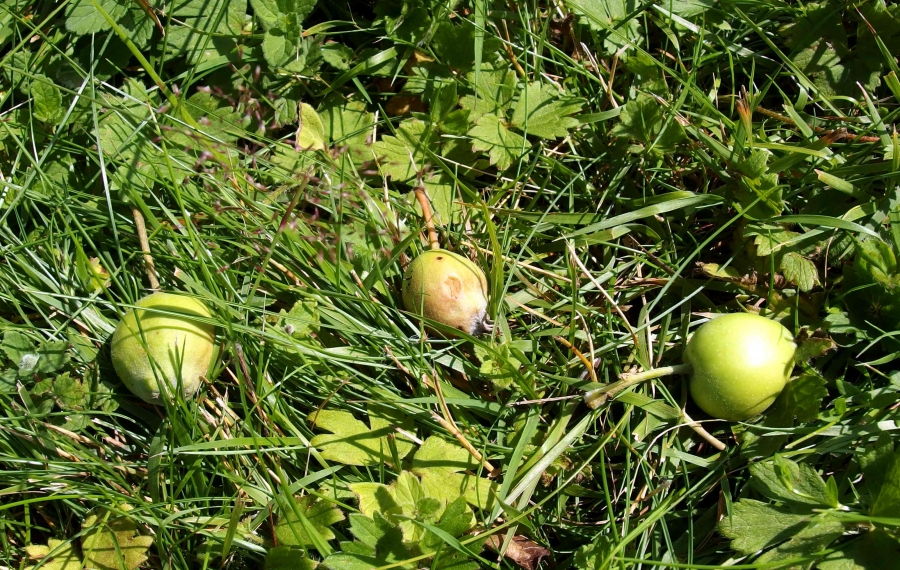 Liebe Gartenbesitzer, lasst ein paar verrottende Äpfel liegen für nützliche Insekten! Marienkäfer lieben ein Stück Apfel und fressen sehr viele Blattläuse. Auch Schmetterlinge sind Obstliebhaber. 