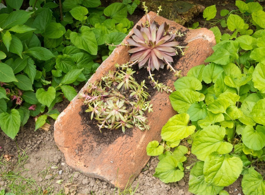 Eine tolle Gartendeko-Idee: Alte Dachziegel bepflanzt mit Sukulenten (Hauswurz).