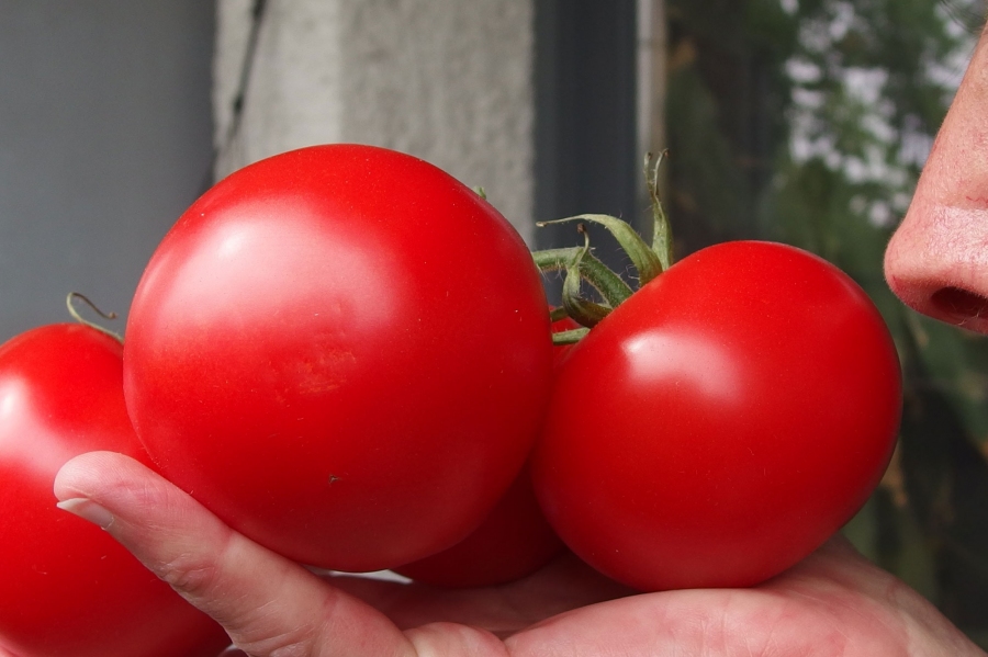 Geschmack und Aroma testen beim Kauf von Tomaten.