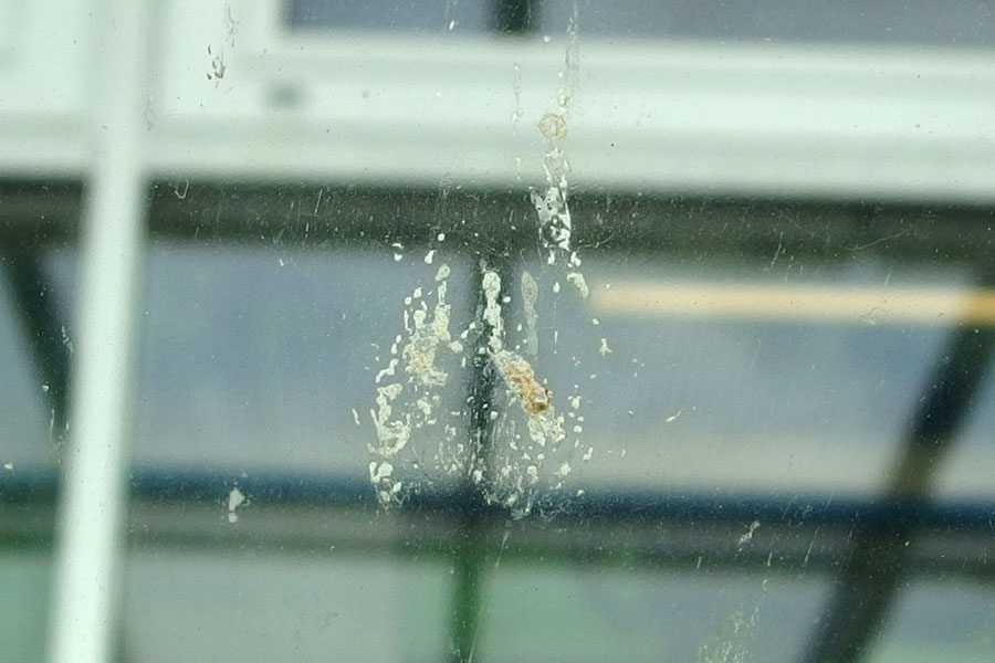 Insekten auf der Autoscheibe mit nasser Zeitung entfernen.