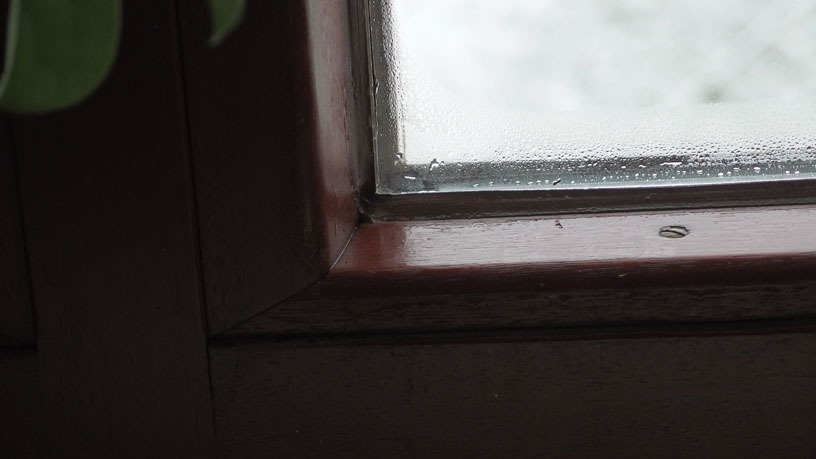 Katzenstreu gegen angelaufene Fenster trotz richtigem Stoßllüften und Heizen.