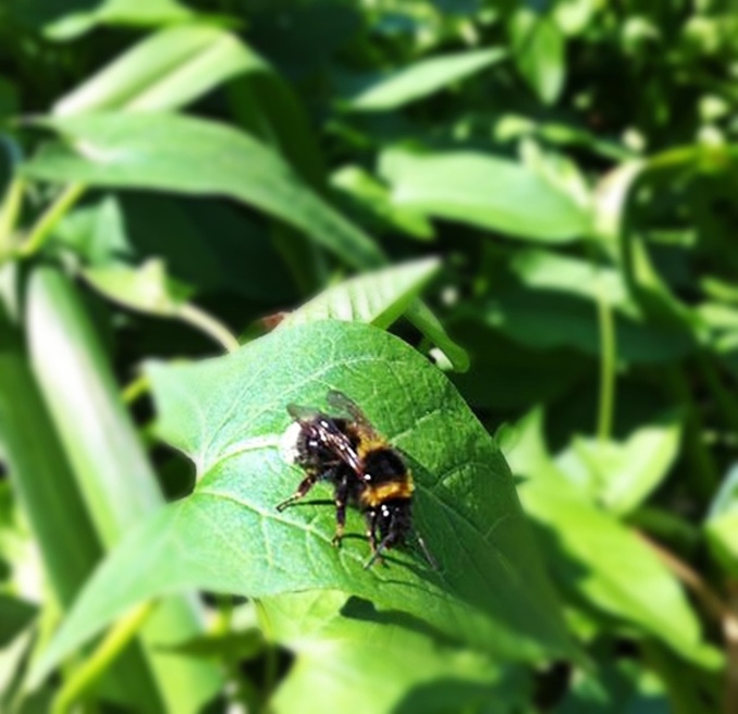 Wespen- Bienen- und sonstige Insektenstiche