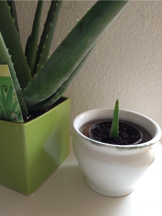 Aloe Vera vermehren:  Ungefähr jede Woche gießen (keine Staunässe, da geht die Pflanze ein).