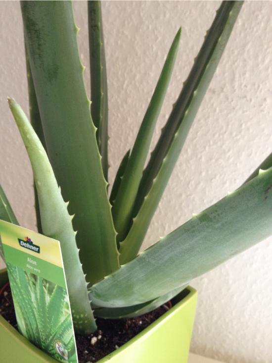 Eine Aloe Vera zu vermehren geht ziemlich einfach. Wenn die Aloe drei Jahre alt ist, besitzt sie sehr viele Vitamine und ist deshalb sehr gesund.